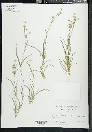 Juncus repens image