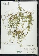 Juncus repens image