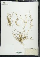 Juncus repens image