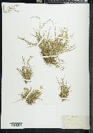 Juncus repens image
