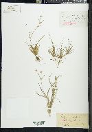 Juncus repens image