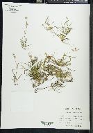 Juncus repens image