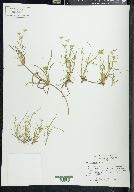 Juncus repens image