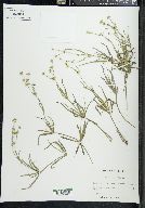 Juncus repens image