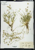 Juncus repens image