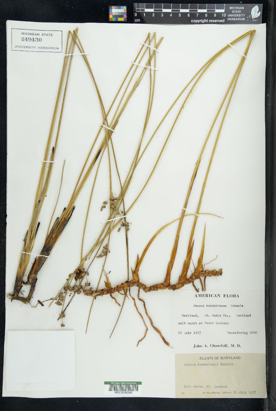 Juncus roemerianus image