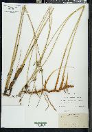 Juncus roemerianus image