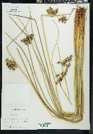 Juncus roemerianus image