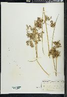Juncus roemerianus image
