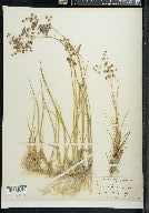 Juncus rugulosus image