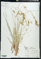 Juncus secundus image