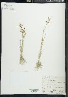 Juncus ensifolius var. montanus image