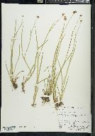 Juncus ensifolius var. montanus image