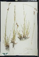 Juncus ensifolius var. montanus image