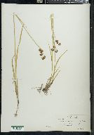 Juncus ensifolius var. montanus image