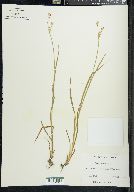 Juncus ensifolius var. montanus image