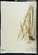 Juncus scirpoides image