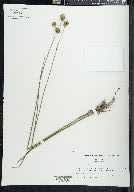 Juncus scirpoides image