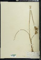 Juncus scirpoides image