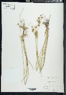 Juncus scirpoides image