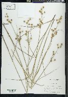 Juncus scirpoides image