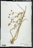 Juncus scirpoides image