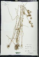 Juncus scirpoides image