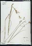 Juncus scirpoides image