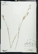 Juncus scirpoides image