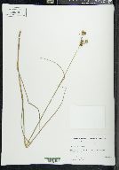 Juncus scirpoides image