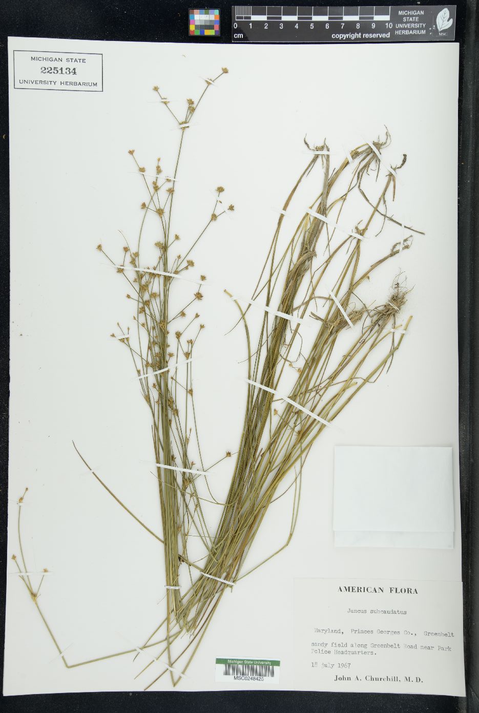 Juncus subcaudatus image