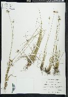 Juncus occidentalis image