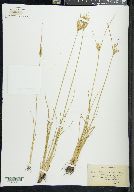 Juncus tenuis var. secundus image