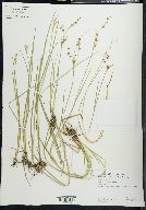 Juncus tracyi image