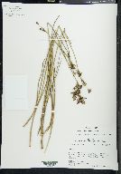 Juncus trigonocarpus image