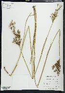 Juncus trigonocarpus image