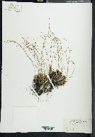 Juncus trifidus image