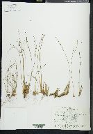 Juncus trifidus image