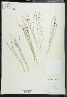 Juncus trifidus image