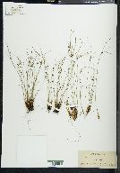 Juncus trifidus image