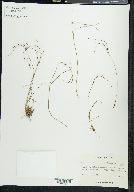 Juncus trifidus image