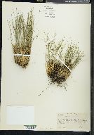 Juncus trifidus image