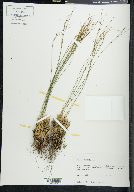 Juncus trifidus image