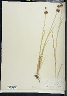 Juncus saximontanus image