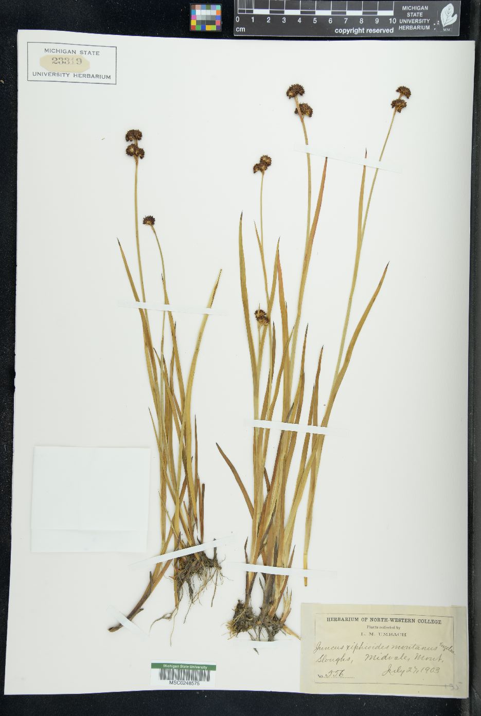 Juncus saximontanus image