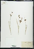 Juncus saximontanus image