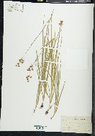 Juncus saximontanus image