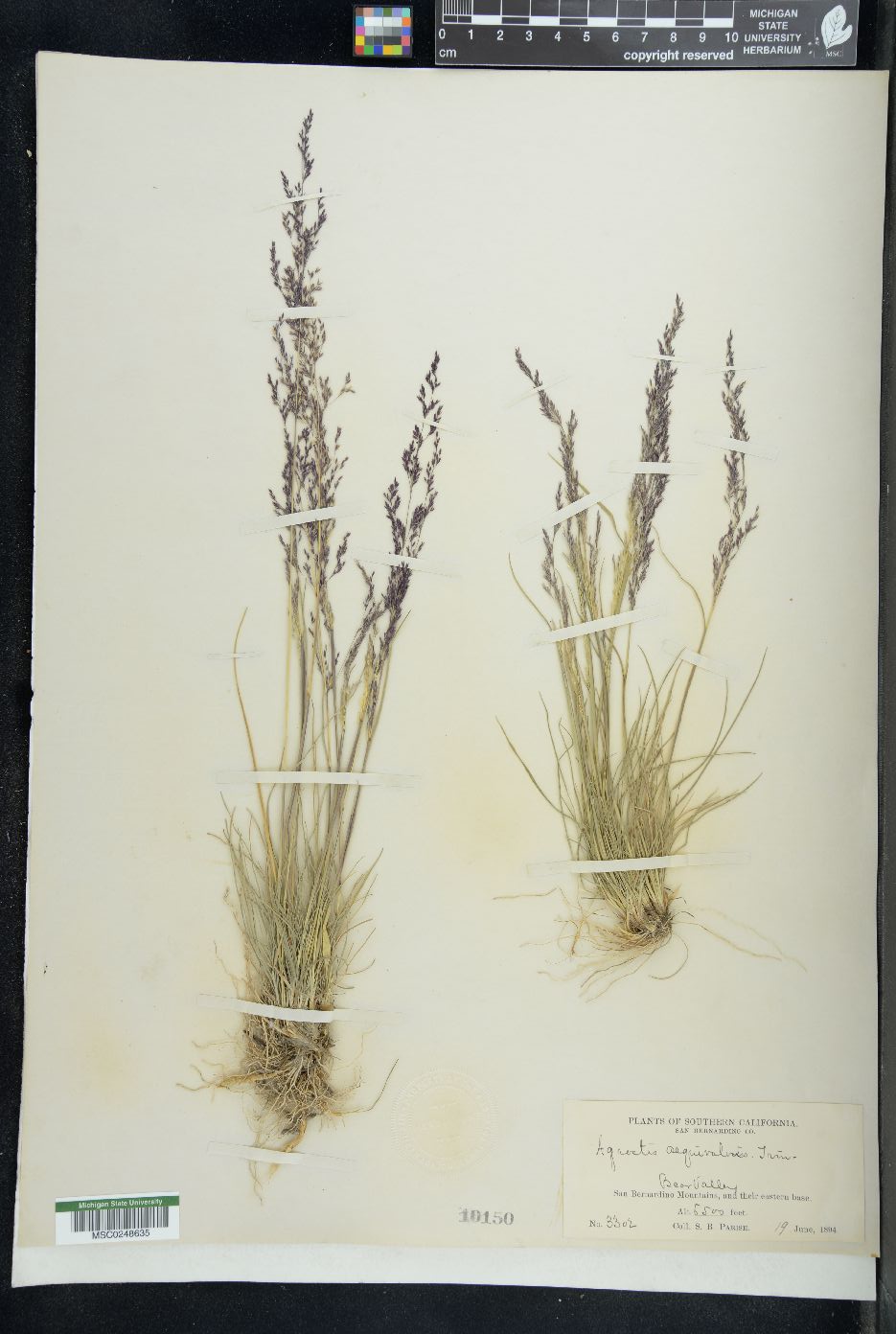 Agrostis aequivalvis image