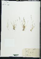 Agrostis aequivalvis image