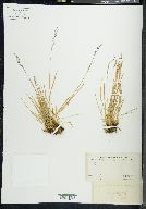Agrostis aequivalvis image
